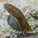 11-Water snake rock